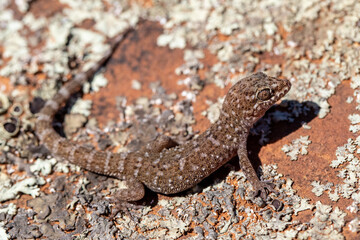 Prickly or Bynoe's Gecko (Heteronotia binoei)