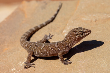 Prickly or Bynoe's Gecko (Heteronotia binoei)