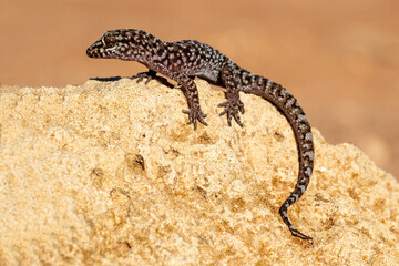 Prickly or Bynoe's Gecko (Heteronotia binoei)