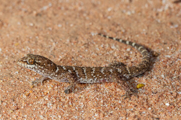 Prickly or Bynoe's Gecko (Heteronotia binoei)
