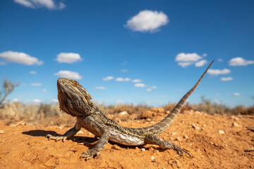 Australian Central Bearded Dragon (Pogona vitticeps)