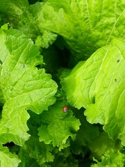 leaves of grapes on a vine