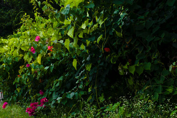 MATORRAL VERDES CON FLORES SILVESTRES ROJAS 