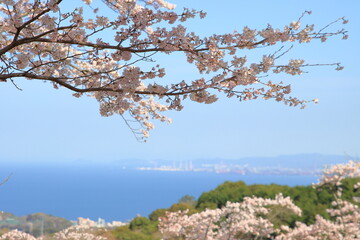 海と桜
