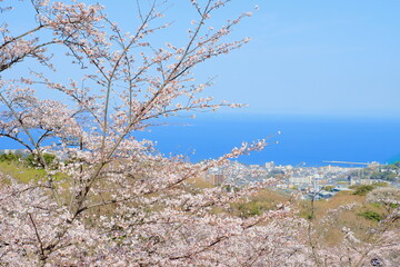 桜と海沿いの街