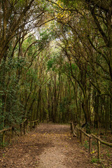 camino en el bosque