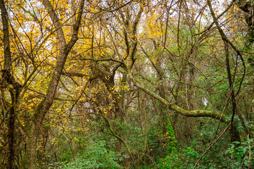 arboles de oto&ntilde;o