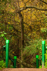 camino en el bosque