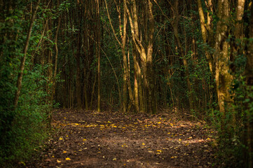 sendero en el bosque