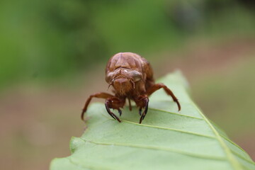 the outer skin of the cricket that perches on the leaf