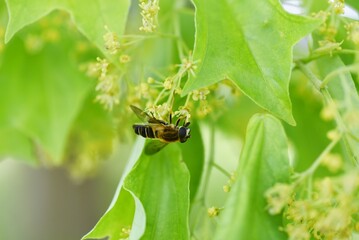 トウカエデの若葉・花・翼
