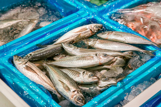 魚市場