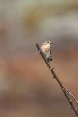 An observant eastern bluebird on a thorny black locust branch