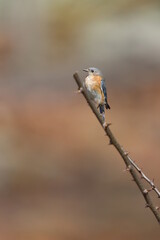 A female eastern bluebird perched on a thorny black locust branch