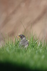 An American robin in green grass