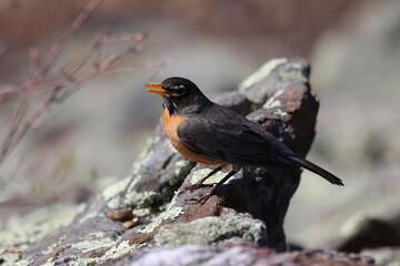 An American robin on a rock in the woods in northern Westchester County, New York