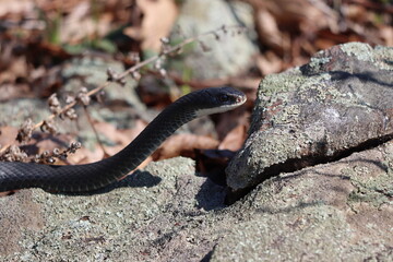 An eastern rat snake on rocks in northern Westchester County, New York