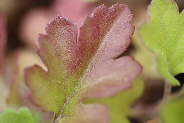 Macro closeup of a red and green leaf