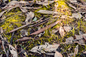 grass covered in bark and leaves