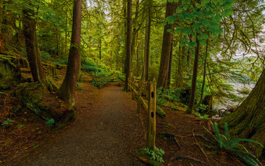 Easy walking wide open urban forest trail bordering a BC lake.