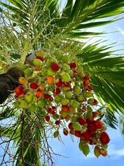 red apple tree