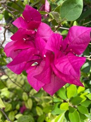 pink rose bush