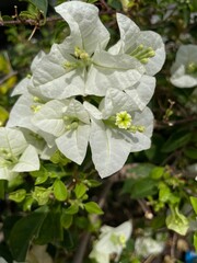 tree blossom