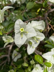 white butterfly on a flower