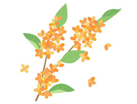 キンモクセイ の画像 3 850 件の Stock 写真 ベクターおよびビデオ Adobe Stock