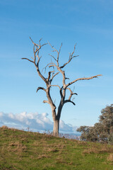 Fototapeta na wymiar dead tree on a hill