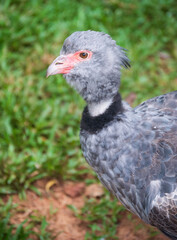 Southern Screamer bird, at Iguassu Falls