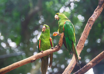 Parrots on the tree, Iguassu Falls