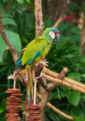 Parrot on the tree, Iguassu Falls
