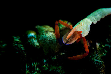An imperial shrimp on sea cucumber 
