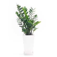 観葉植物、ザミオクルカス・ザミーフォリアの鉢植え【白背景】