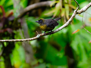 Dusky-faced Tanager perched on stick on green background