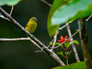 Female Thick-billed Euphonia on tree branch against green background