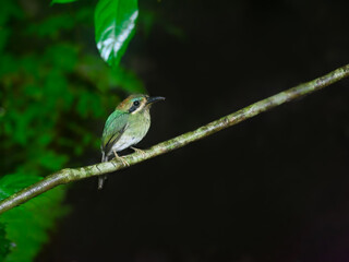 Tody Motmot portrait against dark green background