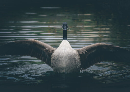 Goose spreading its wings in water - Powered by Adobe