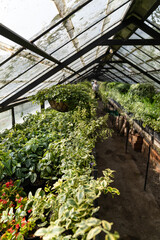 Old greenhouse with tropical flowers and plants inside, sunlight. Glasshouse with dirty glass roof and walking path in botanical garden. 
