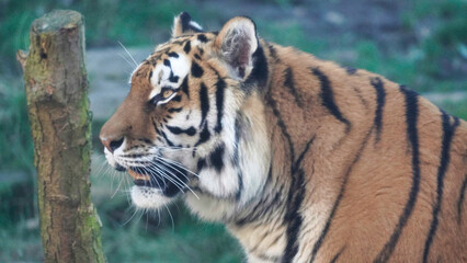 Siberian Tiger Amurtiger in Hanover Germany