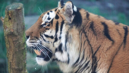 Siberian Tiger Amurtiger in Hanover Germany