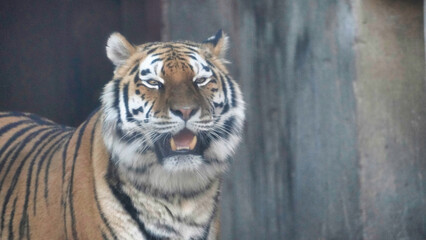 Siberian Tiger Amurtiger in Hanover Germany