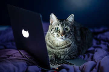 mixed breed cat on the laptop on the bed lights out