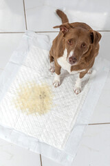 mixed breed dog posing by a used pee pad on a white tiled floor looking at the camera © Elayne