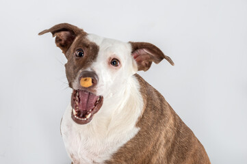 mixed breed dog with an oppened mouth eating food that is being thrown in the air 