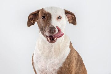 mixed breed dog licking up its face hungry in a studio by a white background