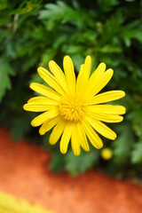 yellow flower in the sun