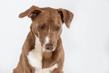 portrait of a mixed breed dog looking down with a sad face in a studio by a white background