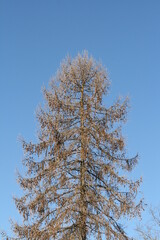 große alte Lärche im Winter - Larix decidua